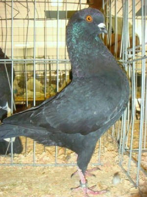blackschiettireschamp.jpg